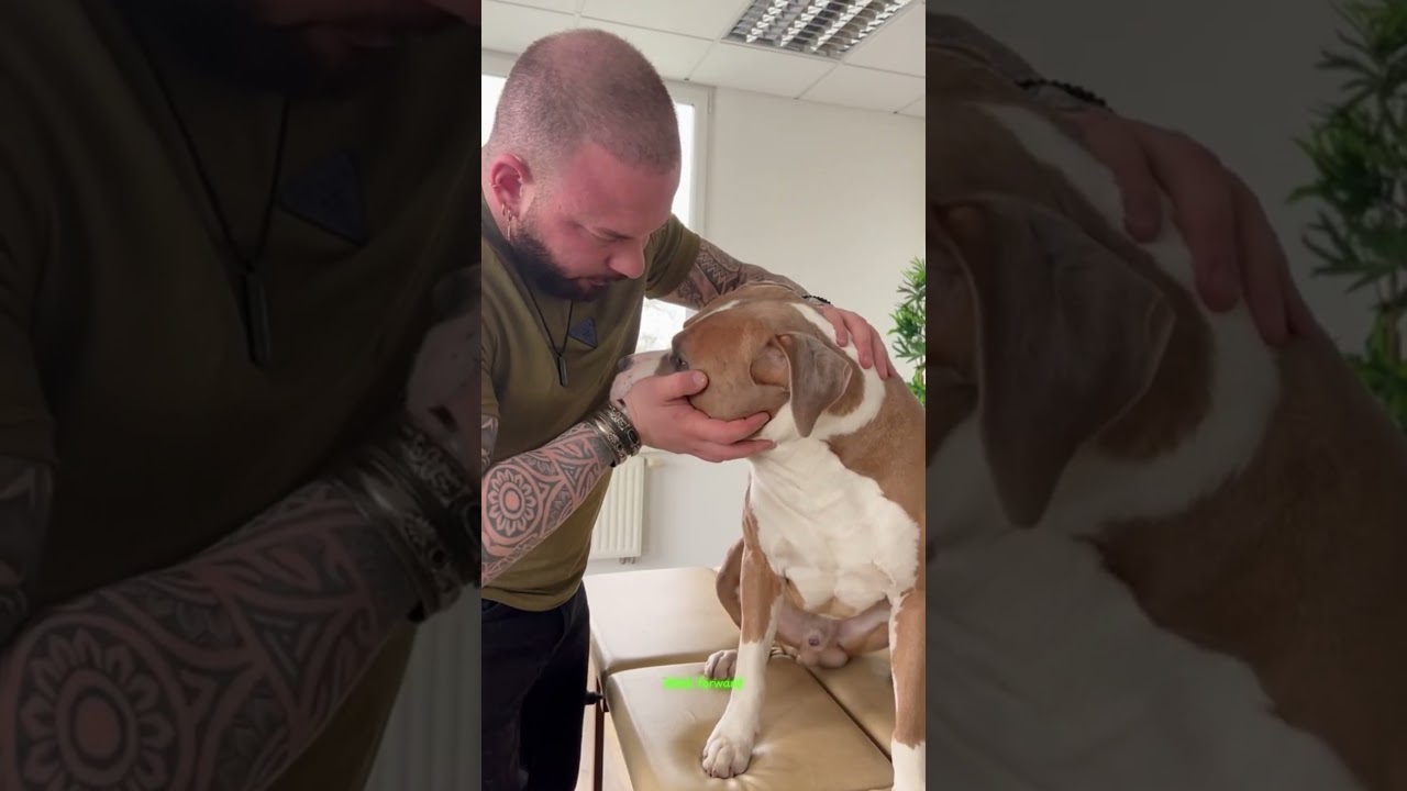 "Watch This Dog's Amazing Transformation After a Chiropractic Adjustment!"🐶🐈