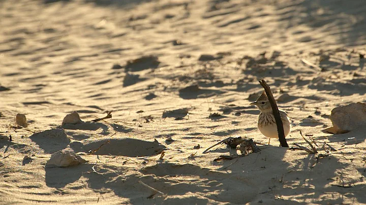 Z-Cam E2-M4 Footage - 1080p 240 fps - Slowmotion Footage of small sahara bird