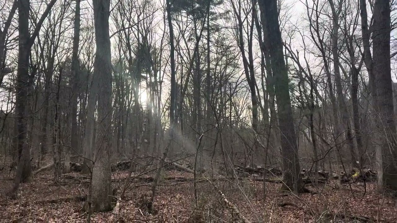 Random hike with Pugs