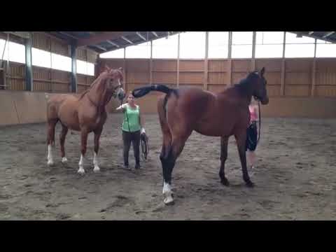 Horse Mating Video /Mating Video /Horse Cross Breeding /Marwari Horse Crossing Video