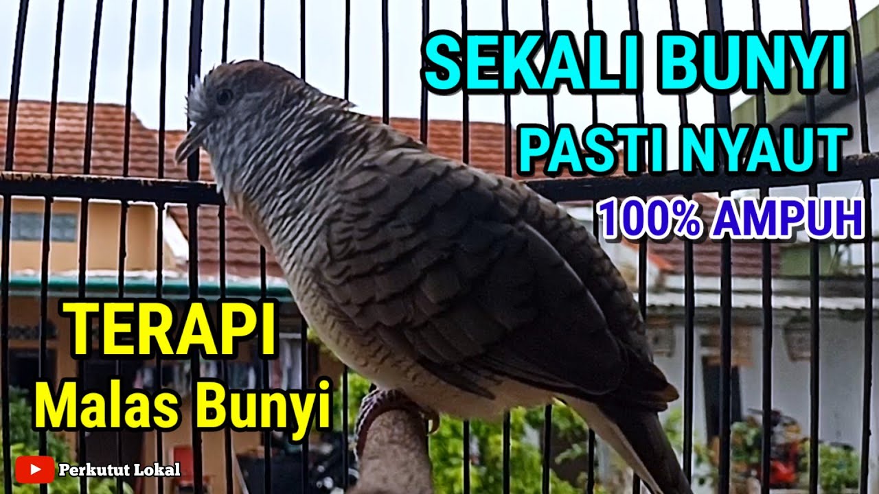 Perkutut lokal gacor suara besar pancingan super gacor untuk perkutut malas bunyi #perkututlokal