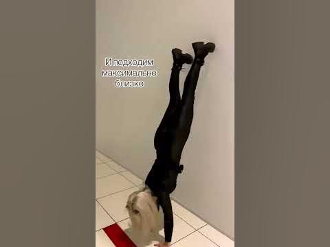 Учимся делать стойку на руках😻 #стойканаруках #акробатика #рек - YouTube