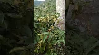 Riview Coffee Fruit Starting To Turn Red Ready To Be Picked coffee coffee Fruit