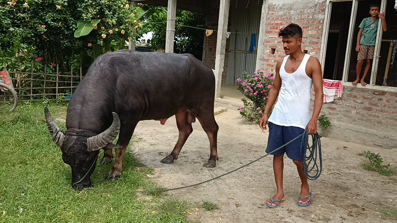 Pranjol Bonia Moh Nagaon Rantholi 