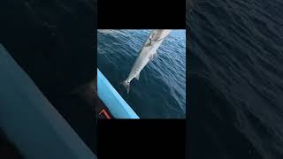 Pesca de barracuda