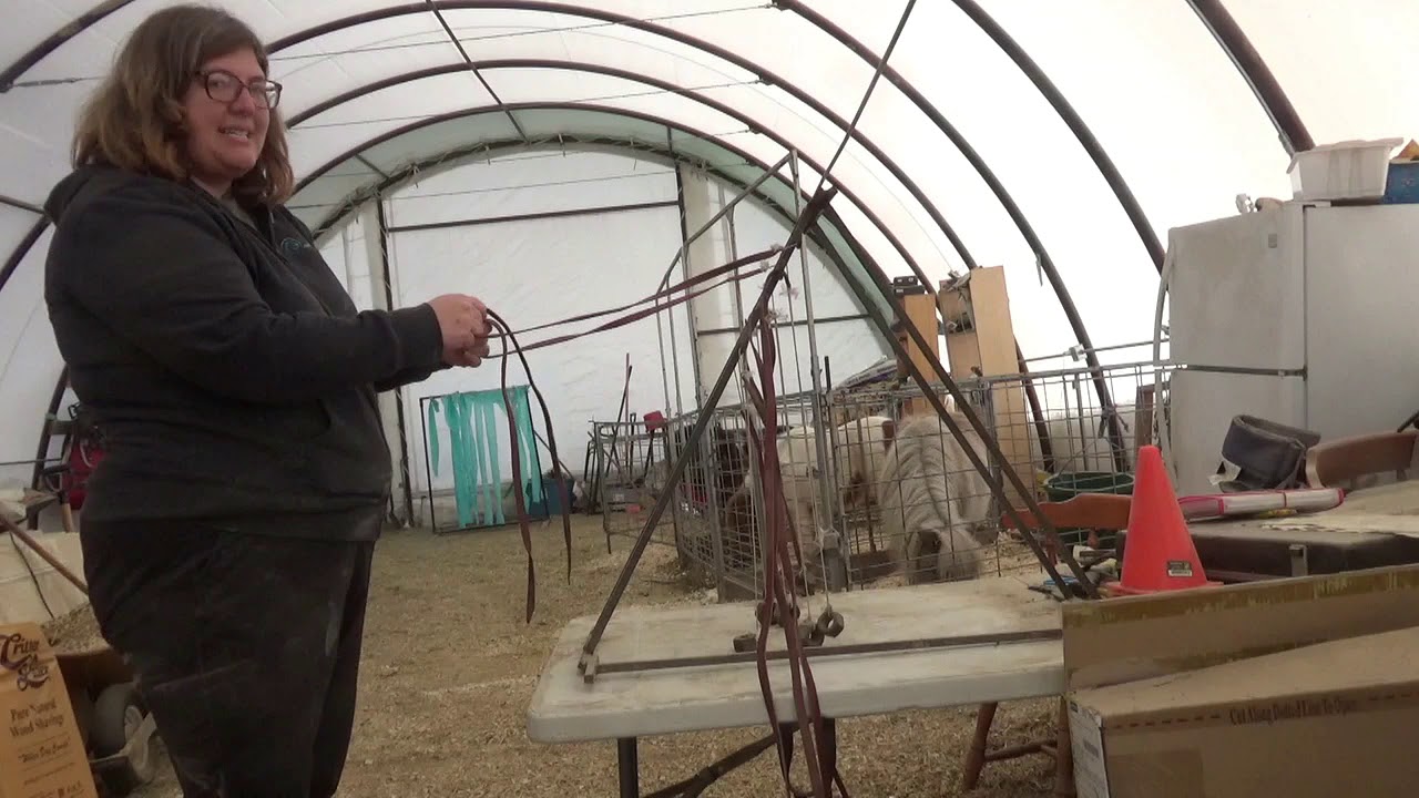 Miniature Horse Driving How to Hold the Reins YouTube