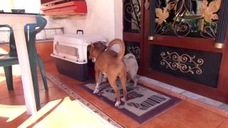 Benji Y Lola Juegan A Morderse Y Jalarse