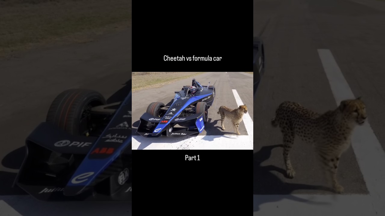 Cheetah vs formula car | 