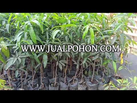 Dapatkan Hasil Terbaik dengan Pohon Mangga Red Ivory Berkualitas!