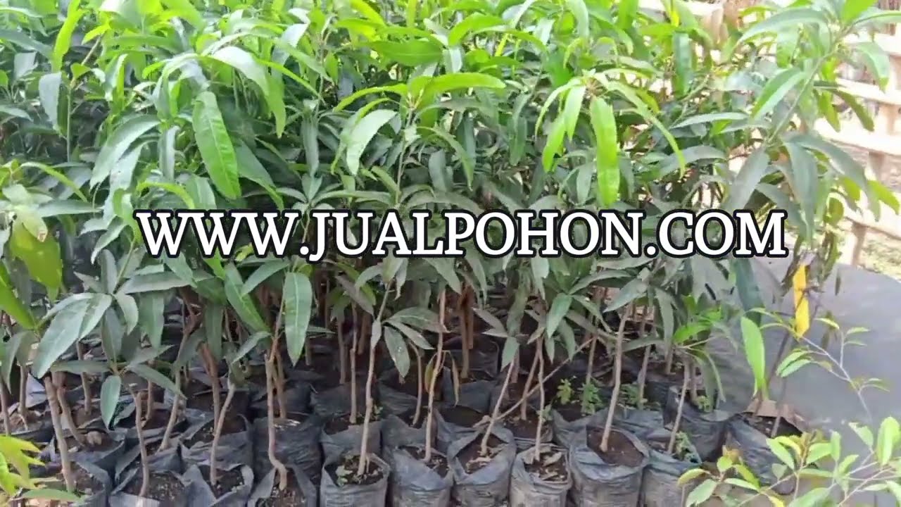Dapatkan Hasil Terbaik dengan Pohon Mangga Red Ivory Berkualitas!