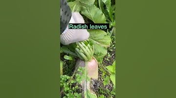 Cutting Radish Leaves Original Sounds 😎#satisfying #short