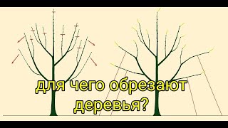 Результат формирование кроны Яблони. Обрезка яблони, сливы, груши. Для чего обрезают деревья?