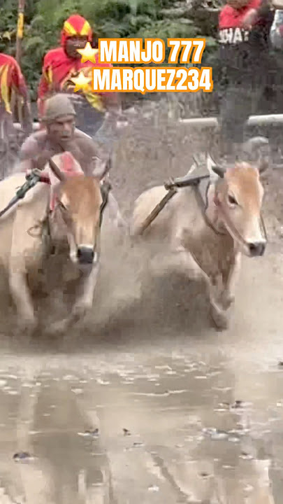 Alek pacu jawi jorong labuatan nagari sungai jambu tamah datar #traditionalminangkabau #pacujawi