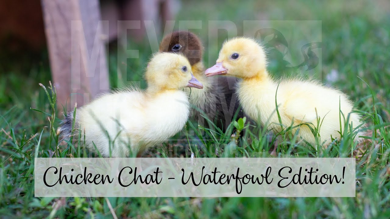 Meyer Hatchery Chicken Chat - Waterfowl Edition! - YouTube