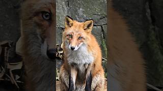 When you meet its gaze, the world softens just a little. #fox #hokkaido #wildlife