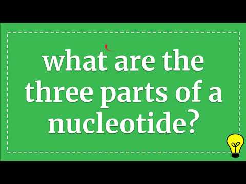 Video: Quali sono le 3 parti di un nucleotide?
