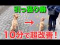 散歩中の引っ張りを最短最速で治す3STEP【永久保存版】
