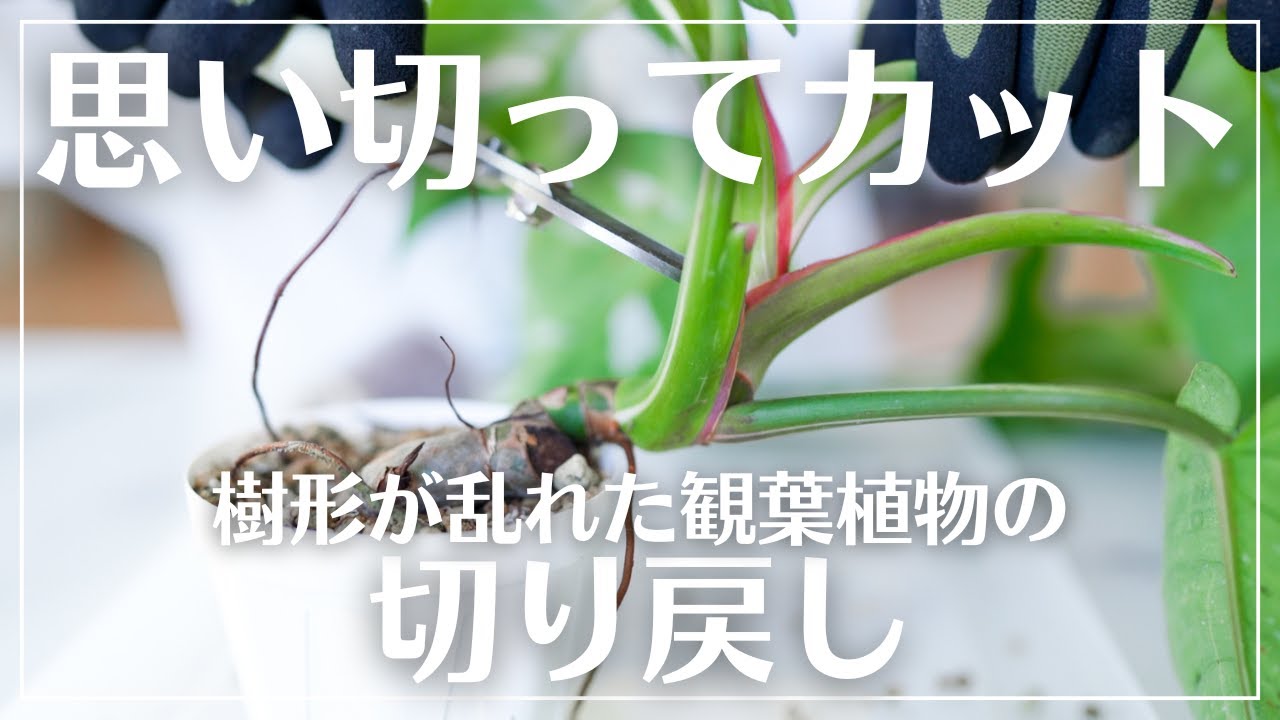 【樹形が乱れて倒れそう…】バランスが崩れた株を仕立て直す切り戻し方法#観葉植物