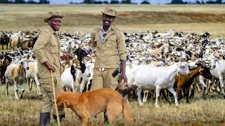 HOW WE TURNED 30 LOCAL GOATS TO 600 BOER GOATS ON FREE RANGE IN UGANDAN VILLAGE