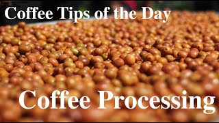 What is Coffee Processing?