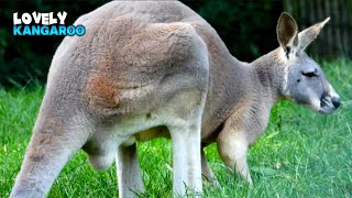 The Sight Of A Kangaroo Indulging In A Delightful Feast