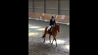 Cam ~ FOR SALE ~ Dressage * XC * Hacking