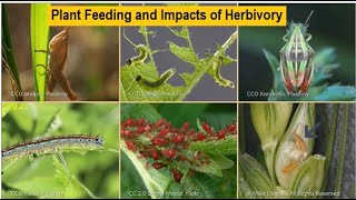 Module 06.01 Plant Feeding Insects and Impacts of Herbivory | entomology lectures | documentary|