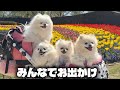 犬のイベントがあったのでみんなで遊びに行ってきました