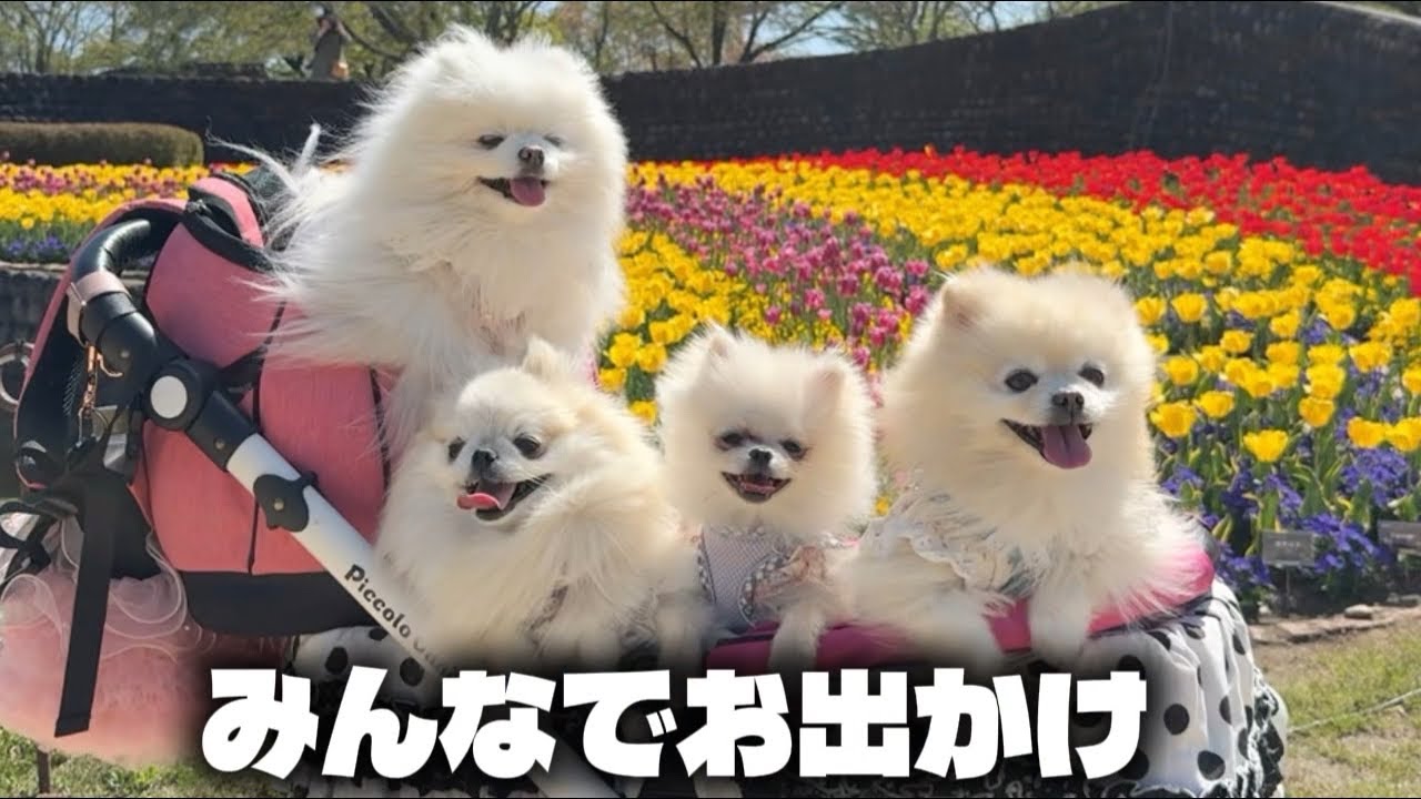 犬のイベントがあったのでみんなで遊びに行ってきました