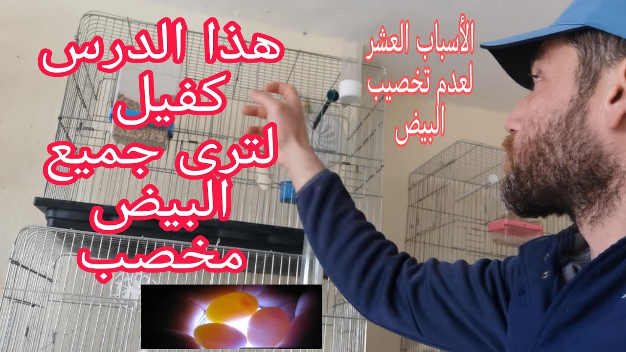 قل وداعا للبيض الغير مخصب جميع اسباب عدم تخصيب البيض عند طيور الكناري والحسون