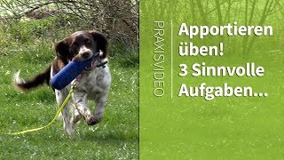 Apportieren üben ► 3 Sinnvolle Aufgaben zum Apportieren ► Praxisvideo