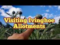 Visiting ivinghoe allotments in chiltern hills hertfordshire allotment life