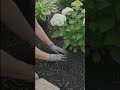 DIY Tree Ring Hydrangea Garden! 🤍🌳#hydrangeas #landscaping #gardenideas #diygarden #curbappeal
