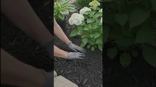 DIY Tree Ring Hydrangea Garden! 🤍🌳#hydrangeas #landscaping #gardenideas #diygarden #curbappeal