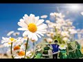 Детский танец Ромашка || Ромашка цветок полевой  видео