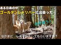 大好き道志村！愛犬達と貸し切りドッグラン＋山探検に行ってきました！：道志レジャーランド