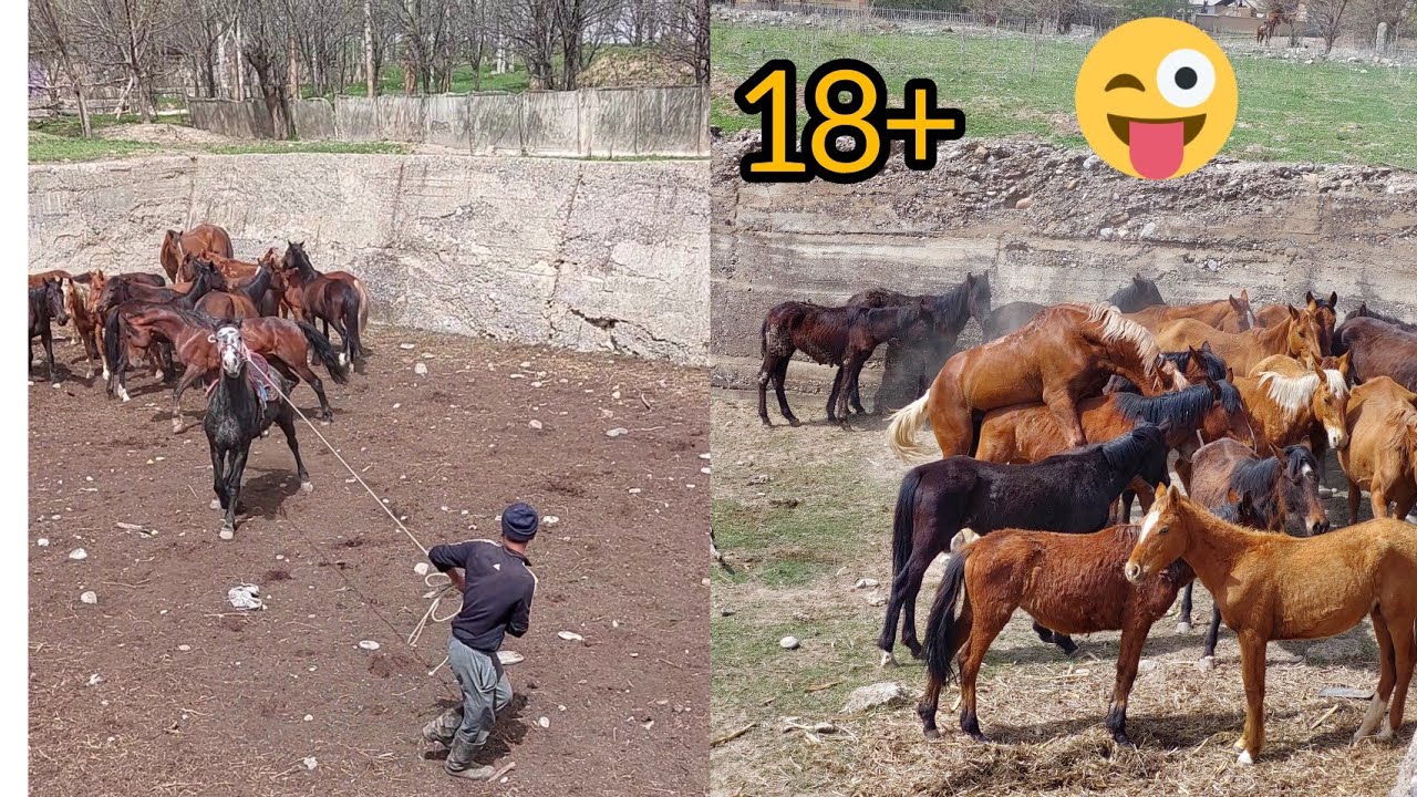 Бээлерге айгыр койулду бээлер арык Айгырдын дарманы жок.