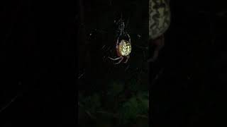 Beautiful, huge spider in Minnesota