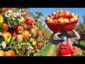 Apple Farming Apple Harvesting Apple Juice Prosessed In Factory рџЌЋ Agriculture Technology Apple Farming Apple Harvesting Apple Juice Prosessed In Factory рџЌЋ Agriculture Technology