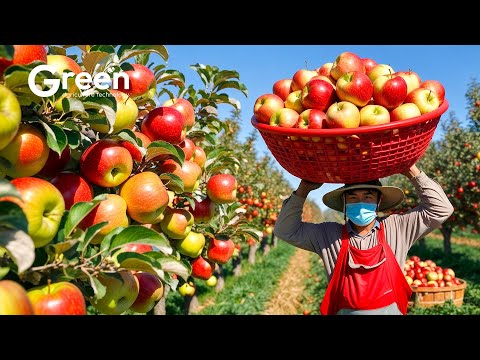 Apple Farming -