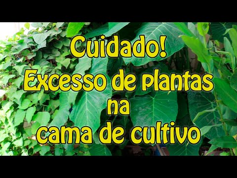 Vídeo: Problemas De Cultivo De Plantas De Interior. Parte 2. Manutenção Correta Da Planta