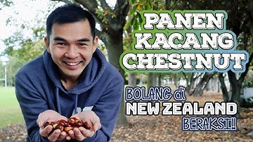 #NewZealand Panen Kacang Chestnut Gratis | Buah Berangan