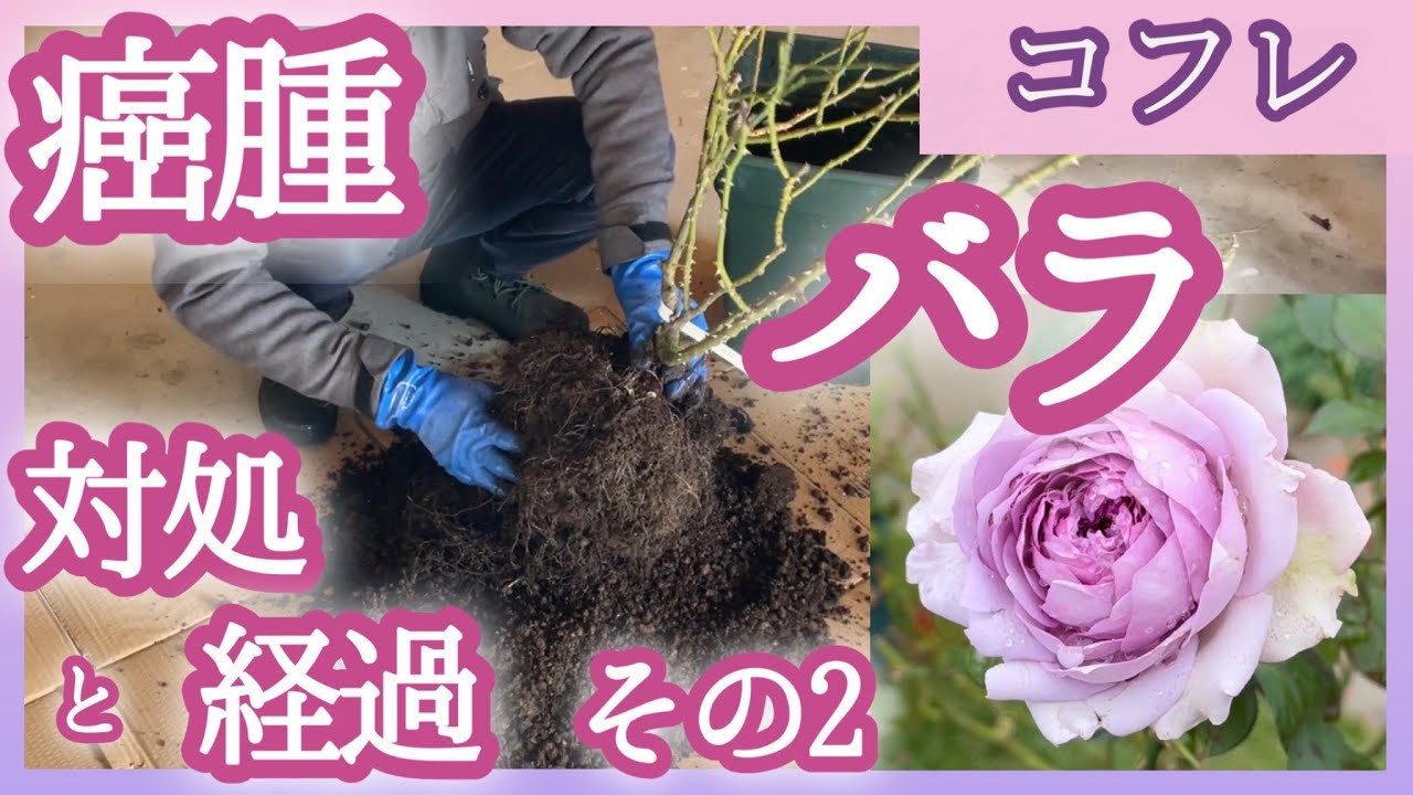 癌腫のバラ【コフレ】根頭癌腫病の処置から半年経った今の様子。根を崩して根頭癌腫病の様子を確認します。