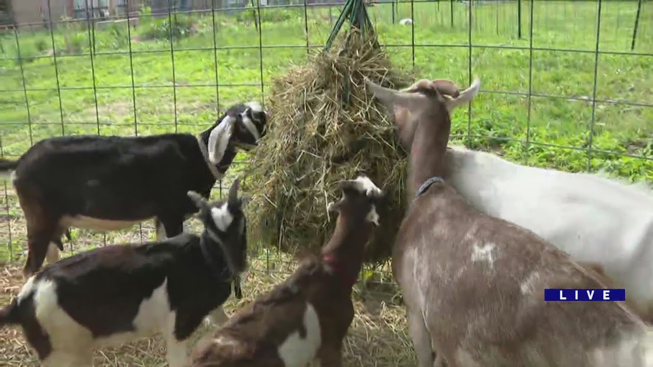 One Lake Brewing has beer AND goats