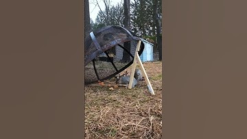 squirrel trap homemade