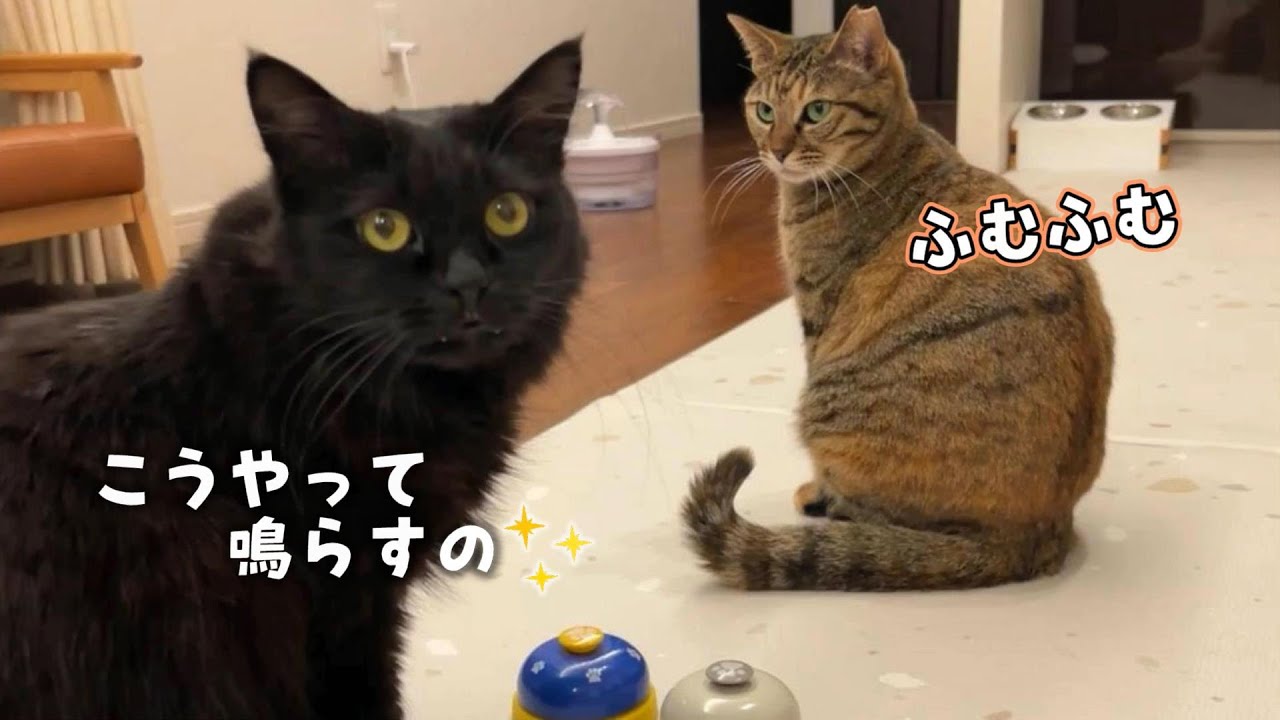 ☆黒猫ちゃんとキラキラりんごが可愛い猫ちゃんイヤリング☆ 妹のりんちゃんにおもちゃの遊び方を教える賢い姉猫モカ - YouTube