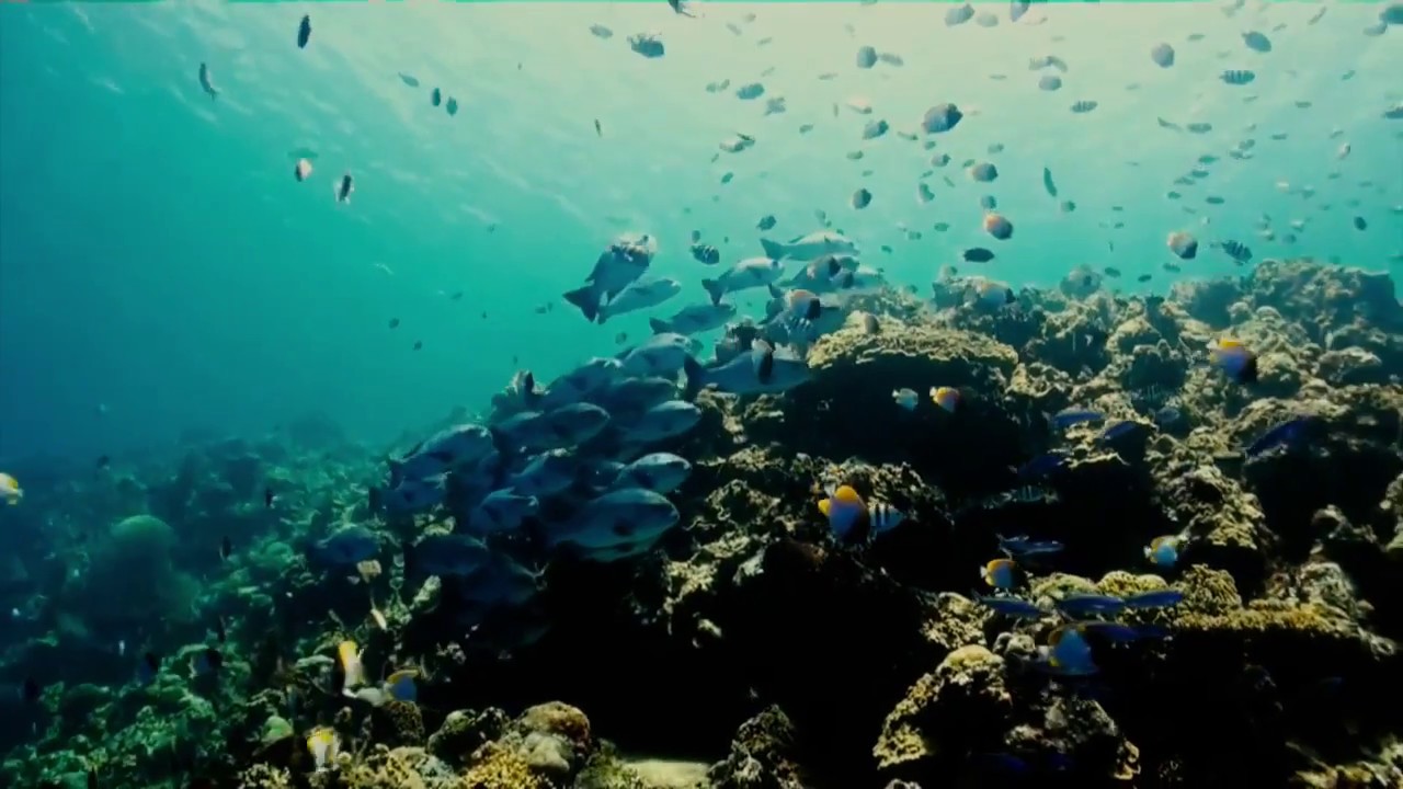 Destinationvlog : Bunaken Island
