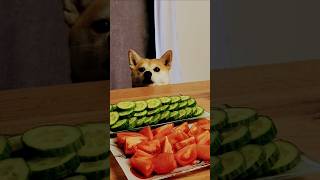 огуречная душа #dogshorts #dogs #shibainu #russia #cucumber #shorts #сибаину