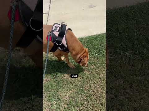Belle's Walk No. 34