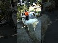 Hewan Qurban , Kedung guo, RT. 04/01 , Sukomoro,magetan